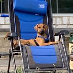rhodesian ridgebacks