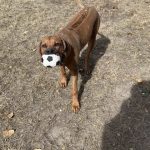 rhodesian ridgebacks in texas