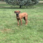 rhodesian running in field