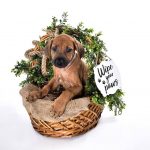 rhodesian texas puppy breeder