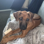 rhodie puppy for sale