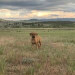 ridgeback 1 year old
