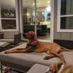 ridgeback 1s litter