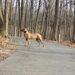 ridgeback adult running