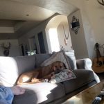 ridgeback breeder