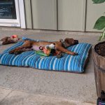 ridgeback chilling