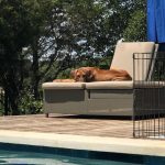 ridgeback pup in texas