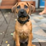 ridgebacks