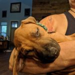 ridgebacks as pupppies