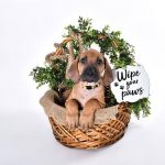 ridgebacks in basket our first litter