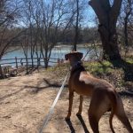 ridgebacks of texas