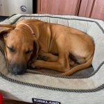 sleeping rhodesian ridgeback