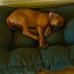 sleeping ridgeback puppy