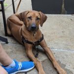 tall rhodesian texas breeder