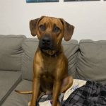 texas rhodesian breeder