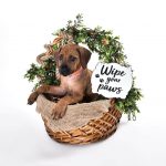 texas rhodesian breeders