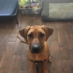 the rhodesian texas breeder