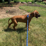 the rhodesian texas breeder puppies for sale