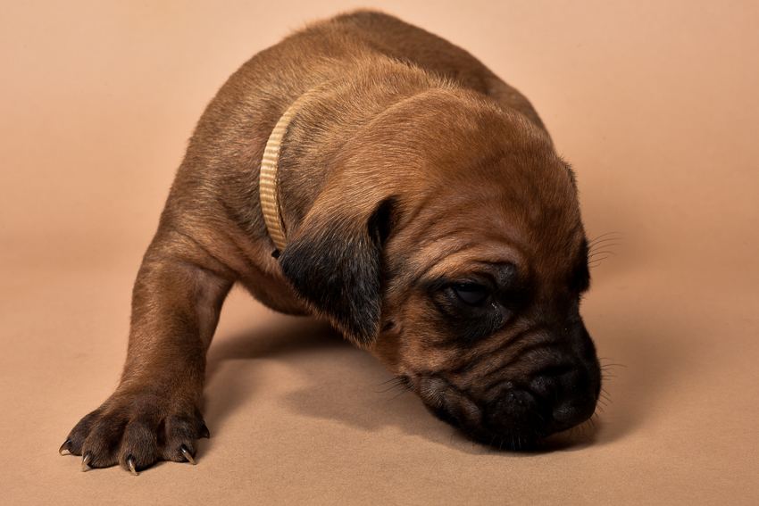 Rhodesian female puppies for sale Texas-2