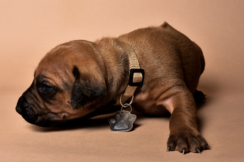 Rhodesian female puppies for sale Texas-3