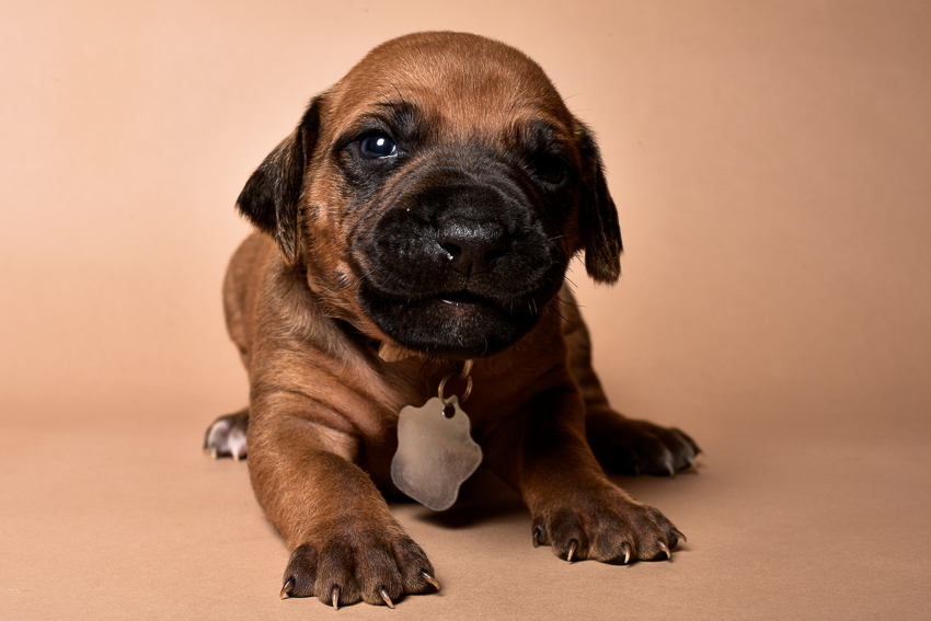 Rhodesian female puppies for sale Texas-6