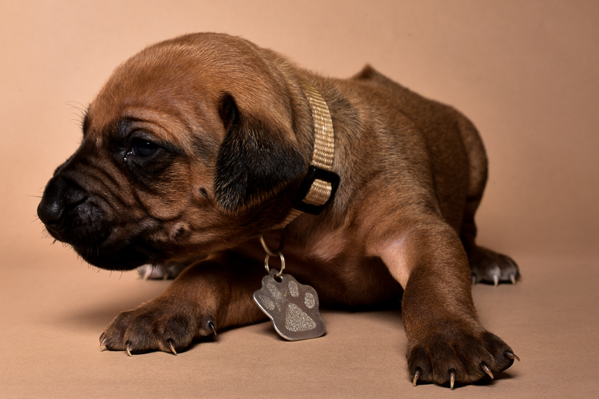 Rhodesian female puppies for sale Texas-7