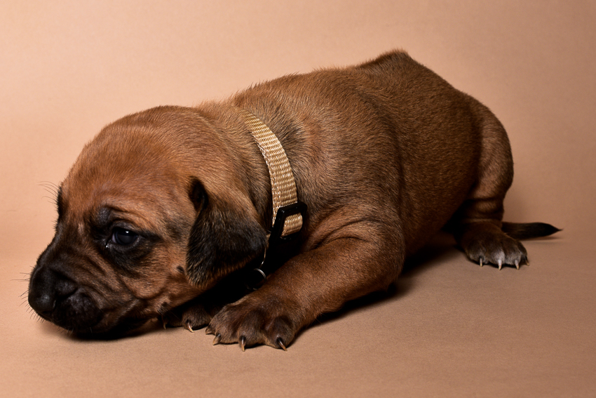 Rhodesian female puppies for sale Texas-8