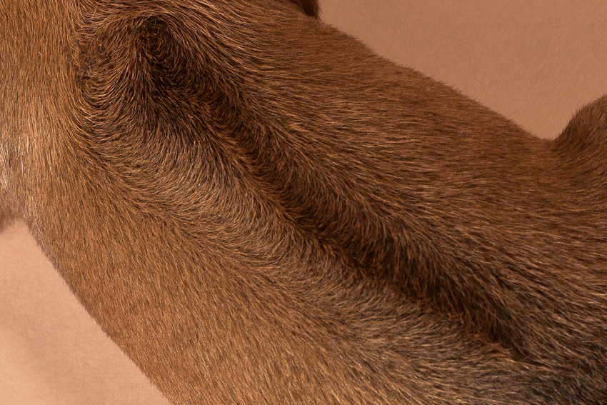 Rhodesian female puppies for sale Texas-9