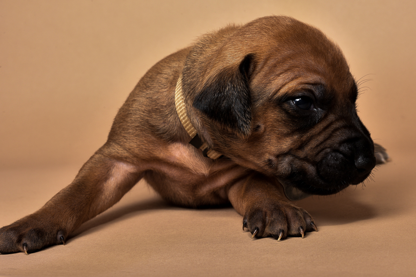 Rhodesian female puppies for sale Texas