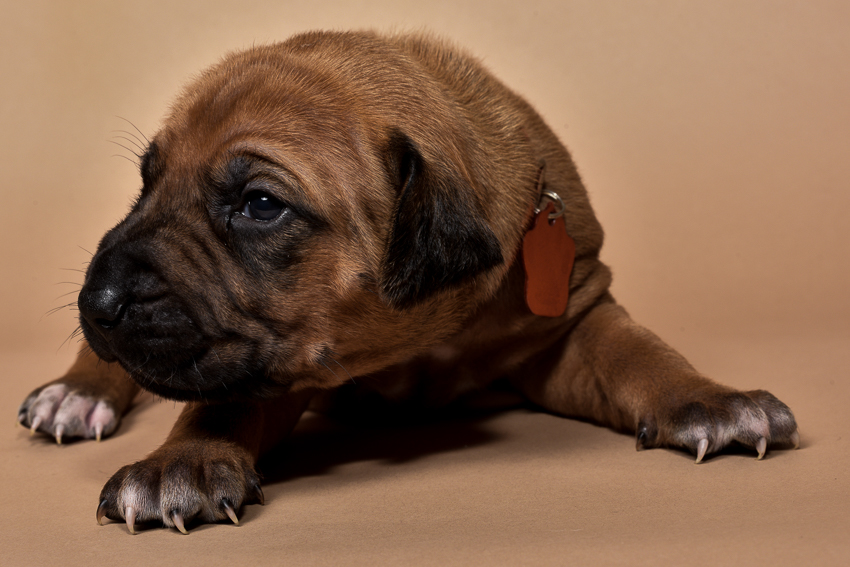 Rhodesian female puppies for sale in Texas o-2