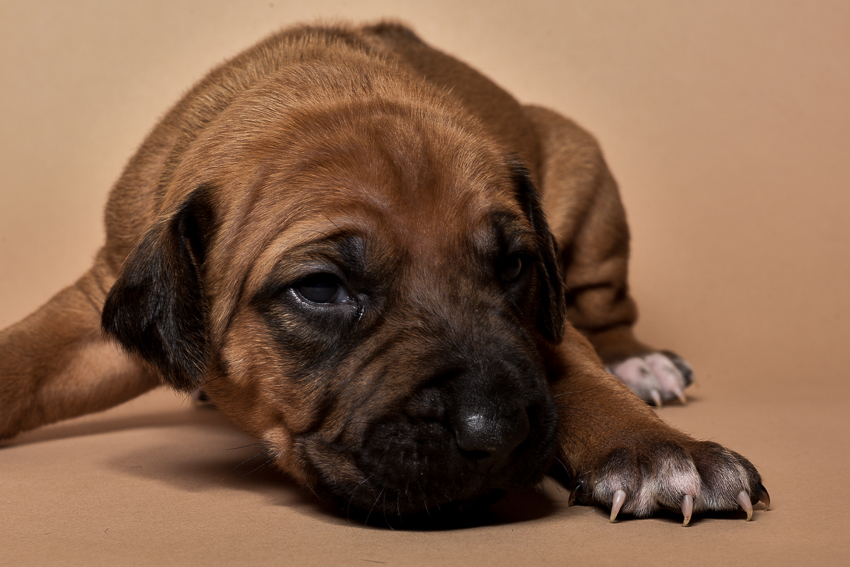 Rhodesian female puppies for sale in Texas o-3