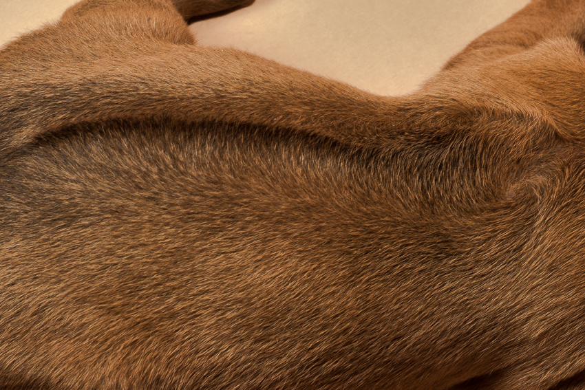 Rhodesian female puppies for sale in Texas o-5