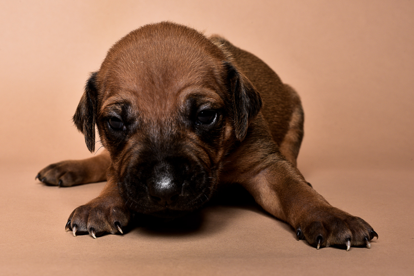 Rhodesian male puppies for sale Texas-3