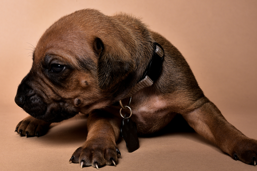 Rhodesian male puppies for sale Texas-5