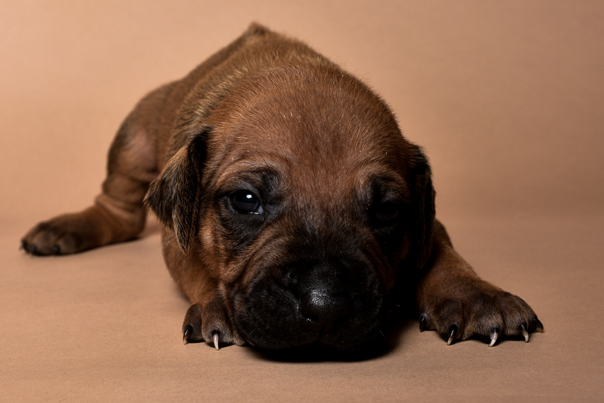 Rhodesian male puppies for sale Texas-6