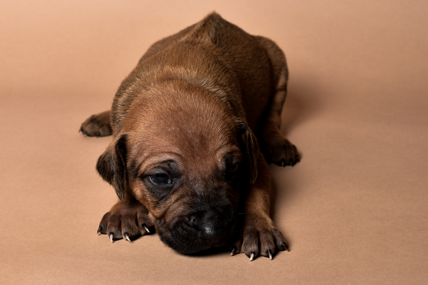 Rhodesian male puppies for sale Texas-7