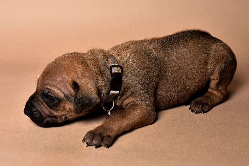 Rhodesian male puppies for sale Texas-8