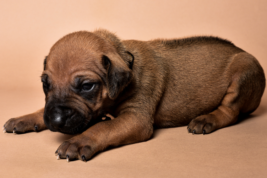 Rhodesian male puppies for sale Texas-9