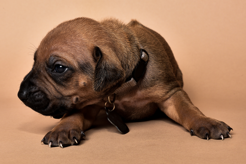 Rhodesian male puppies for sale Texas
