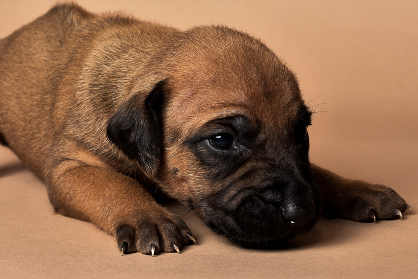 Rhodesian male puppies for sale in Texas-10