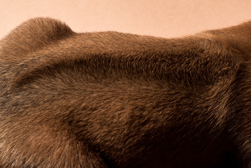 Rhodesian male puppies for sale in Texas-12