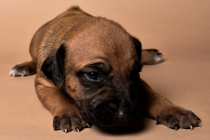 Rhodesian male puppies for sale in Texas-7