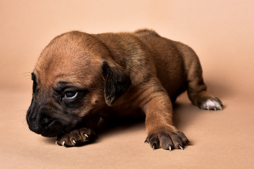 Rhodesian male puppies for sale in Texas-9