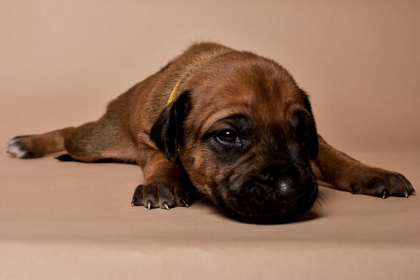 Rhodesian ridgeback female puppies for sale--10
