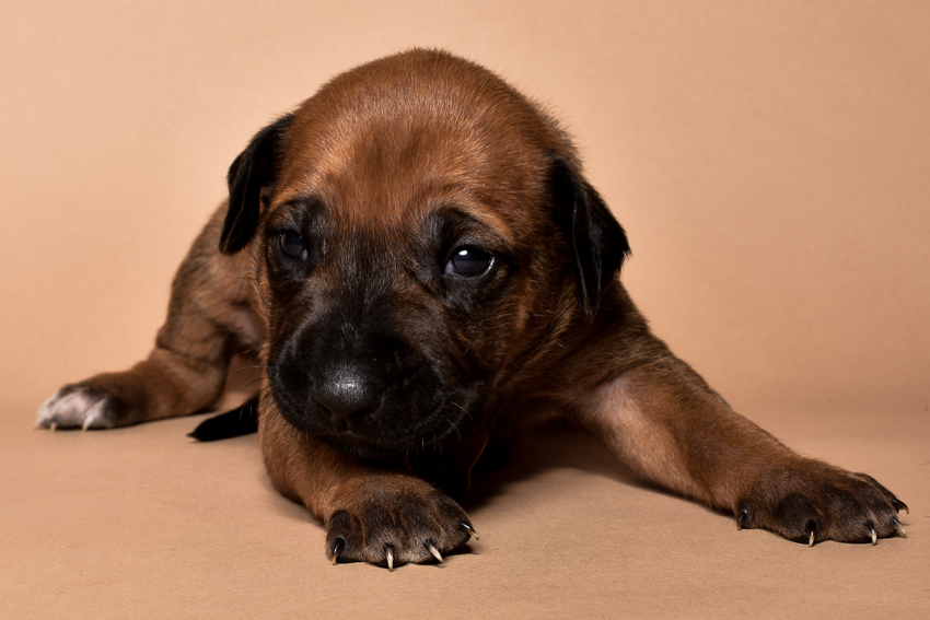 Rhodesian ridgeback female puppies for sale--11