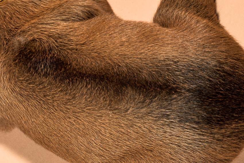 Rhodesian ridgeback female puppies for sale--12