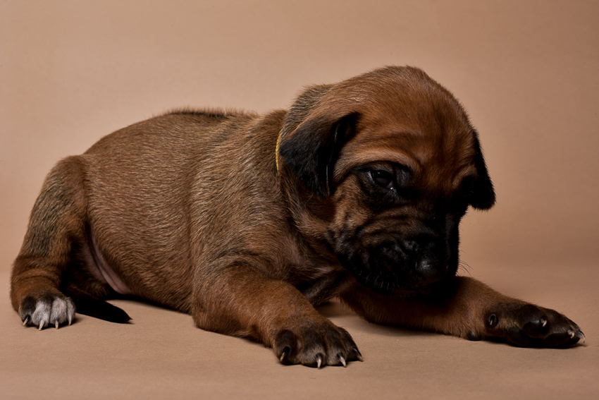 Rhodesian ridgeback female puppies for sale--2