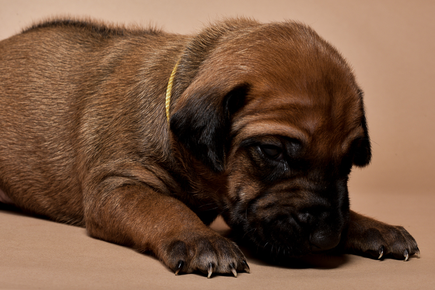 Rhodesian ridgeback female puppies for sale--3
