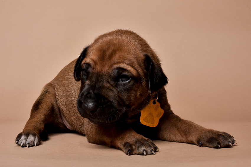 Rhodesian ridgeback female puppies for sale--4