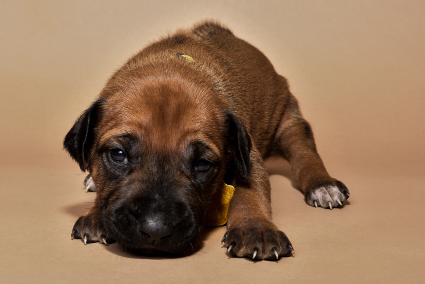 Rhodesian ridgeback female puppies for sale--5